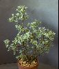 <em>Salix lapponum</em>